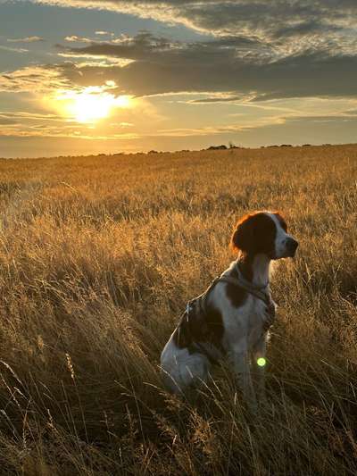 Setter Freunde ?-Beitrag-Bild