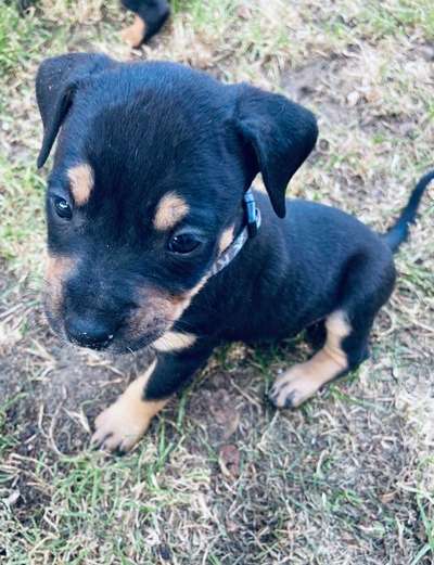 Welpen Bilder !-Beitrag-Bild