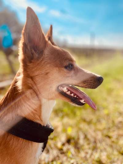 Auslandstierschutz-Beitrag-Bild