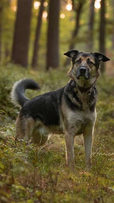 Auslandstierschutz-Beitrag-Bild