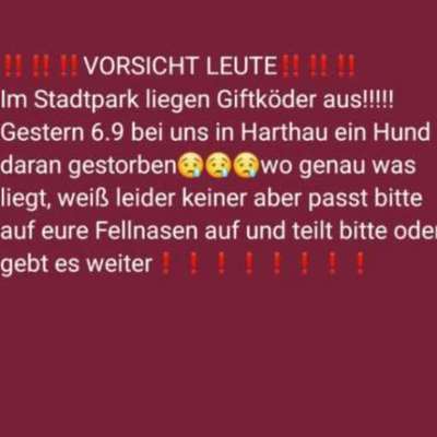 Giftköder-Snack-Salamis im Laub versteckt-Bild
