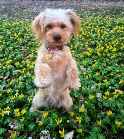 45. Handy - Foto - Challenge-Beitrag-Bild