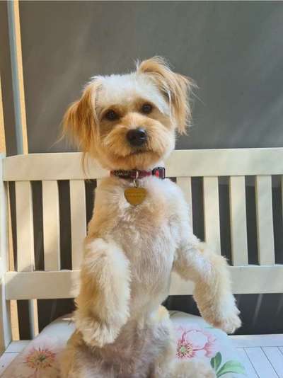 Mischlingshunde Foto Aufruf-Beitrag-Bild