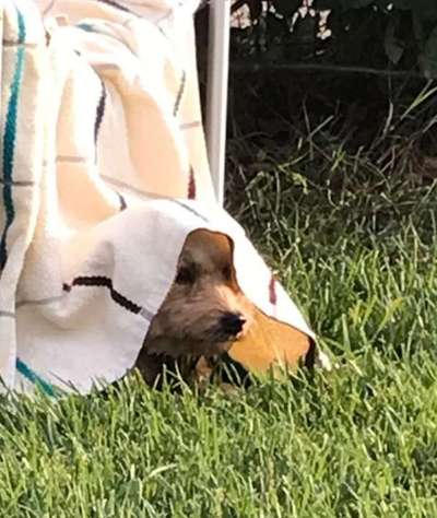 143. Fotochallenge: Ja, wo isser denn?-Beitrag-Bild