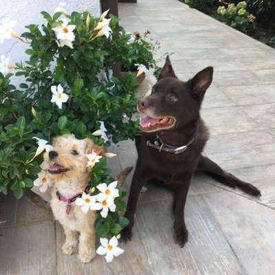 Dogorama Photo Challenge - Die besten Hundebuddys-Beitrag-Bild