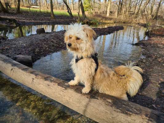 Dogorama-Monats-Challenge-Mai "Wasser"-Beitrag-Bild