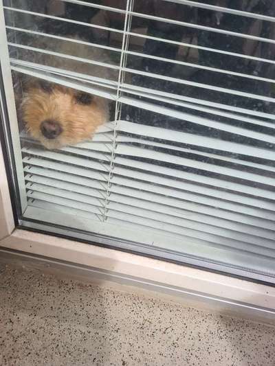 Dogorama Photo Challenge - Versteckspiel-Beitrag-Bild