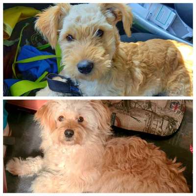 Welpenfotos-Beitrag-Bild