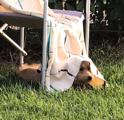 Dogorama Photo Challenge - Tarnung ist alles-Beitrag-Bild