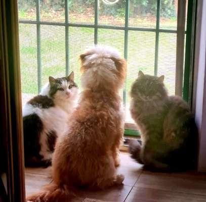 Hund und Katz Momente-Beitrag-Bild