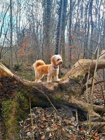 Dogorama Photo Challenge- Wurzeln-Beitrag-Bild