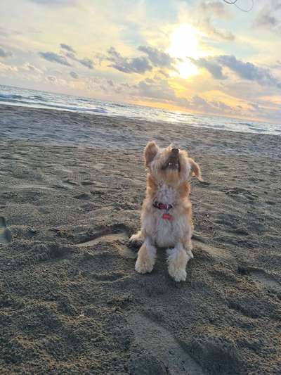 Hunde im Urlaub-Beitrag-Bild