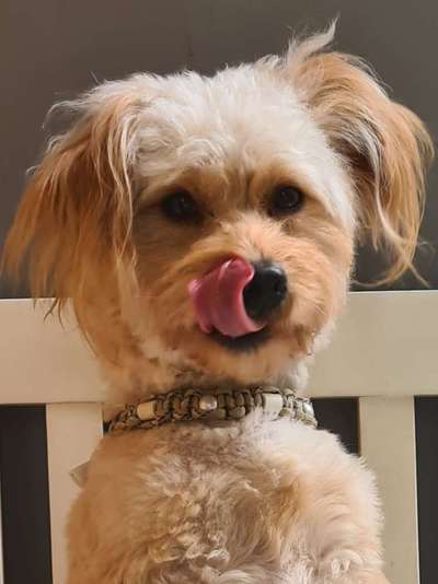 Tongue Out Tuesday-Beitrag-Bild