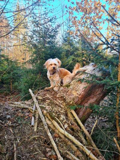 Wald Bild-Beitrag-Bild