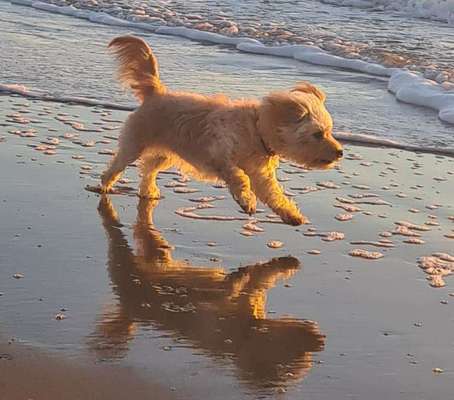 Dogorama Photo Challenge - Pfützen & Spiegelungen-Beitrag-Bild