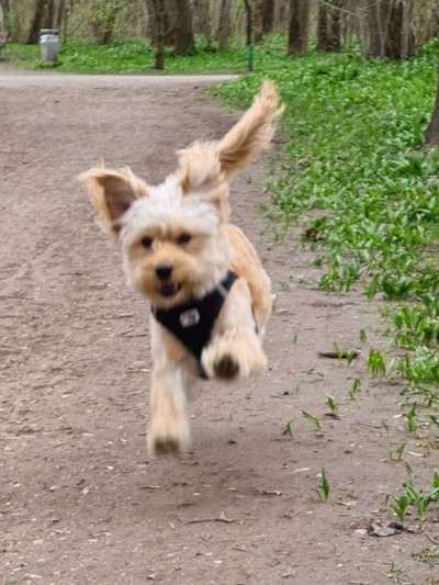 Fotochallenge 66 ~ Rennaction -Zeig deinen Hund im Lauf-Beitrag-Bild