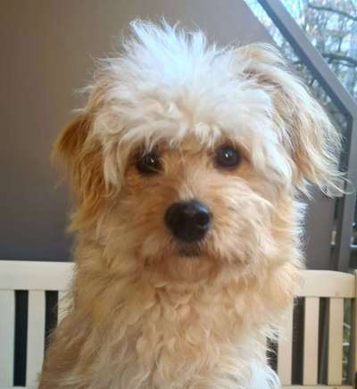 Die besten Hundeblicke 🐾❤️-Beitrag-Bild