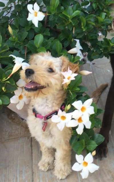 Die Dogorama Monats Challenge "Es grünt und blüht"-Beitrag-Bild