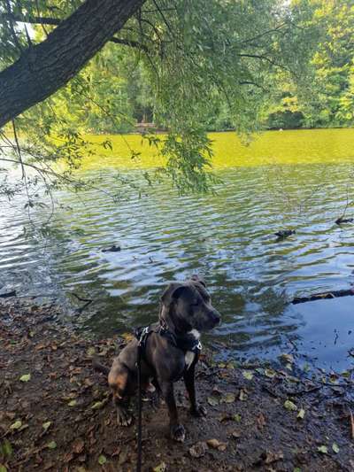 Hundetreffen-Frech, verspielt einfach mit anderen Toben wollen-Bild