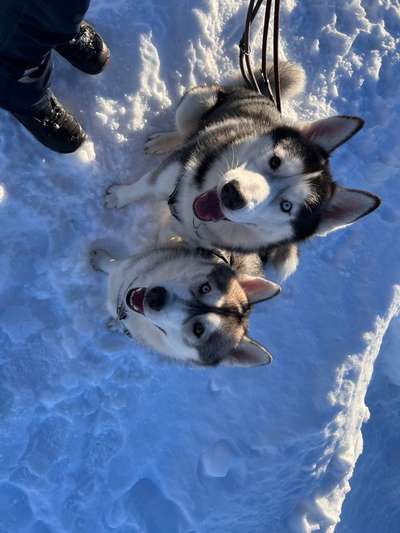 Husky-Beitrag-Bild