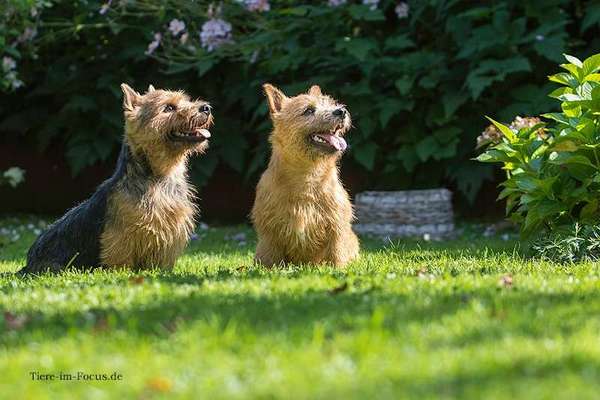 Reinrassige Hunde?-Beitrag-Bild