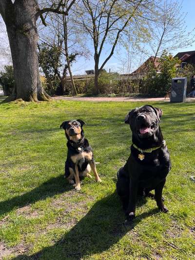 TierschutzhundeStammtisch🐕-Beitrag-Bild