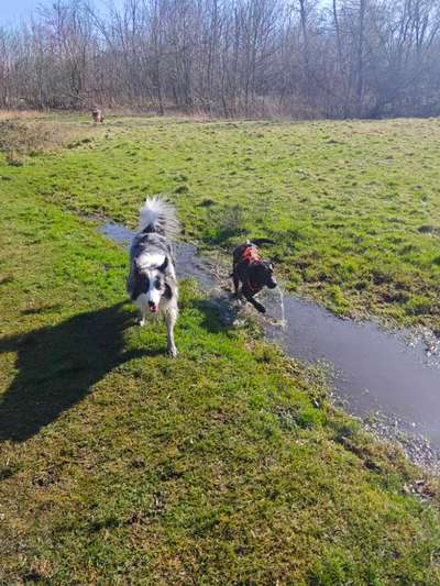 Hundetreffen-Wir suchen Hunde die noch mit anderen Hunden spielen dürfen-Bild