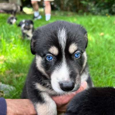 Hundetreffen-Gassitreffen erwünscht-Bild