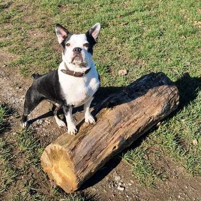 Hundetreffen-Bulldogge sucht Bulldogge-Bild
