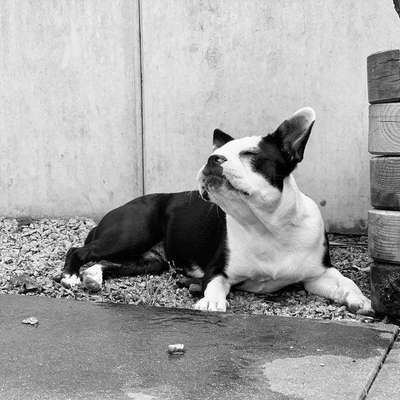 Hundetreffen-Bulldogge sucht Bulldogge