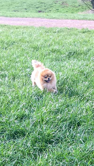 Rassen und ihre Eigenschaften-Beitrag-Bild