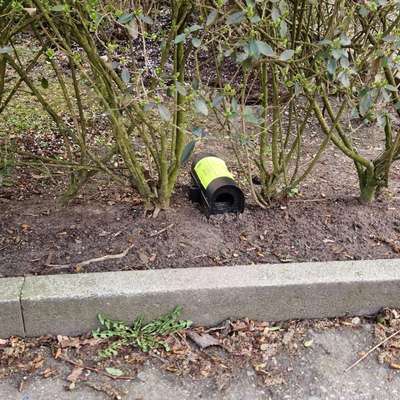 Giftköder-Rattengift ausgelegt-Bild