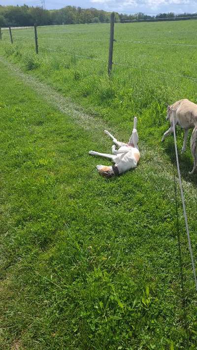 Hundetreffen-Windhunde treffen-Bild