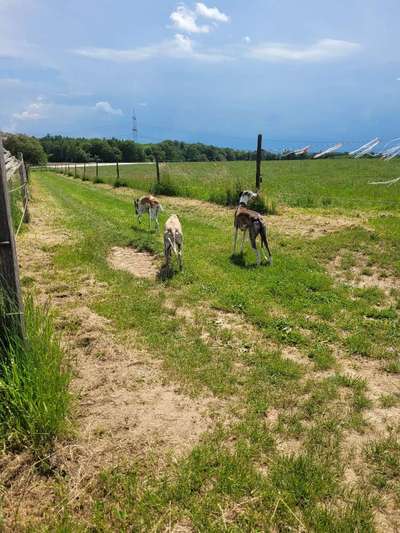 Windhunde - Treffen der besonderen Schönheiten
HERZLICH WILLKOMMEN-Beitrag-Bild