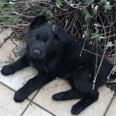 Hundetreffen-Spiel- und Gassitreffen für Welpen-Bild