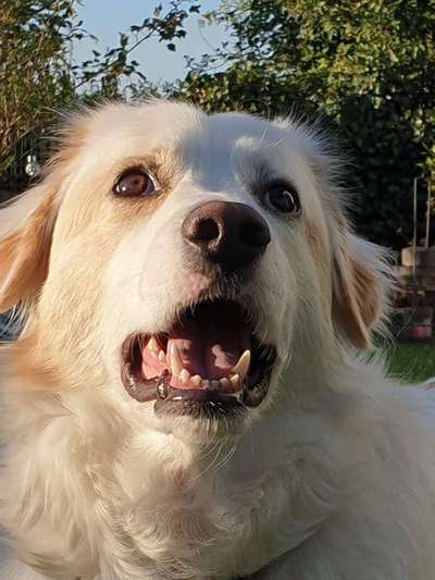 Auslandstierschutz-Beitrag-Bild