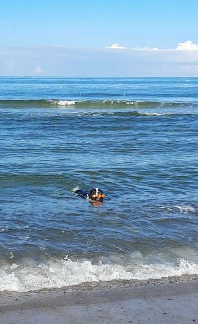 Landseer-Beitrag-Bild