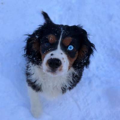 Hundetreffen-Gassirunde-Bild