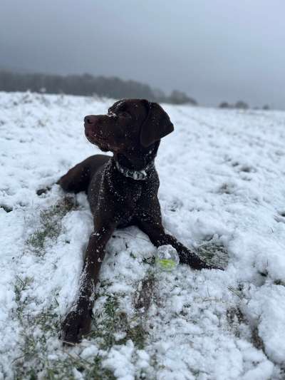 Labradorfans-Beitrag-Bild