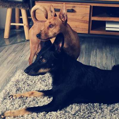 Mehrere Hunde zuhause !-Beitrag-Bild