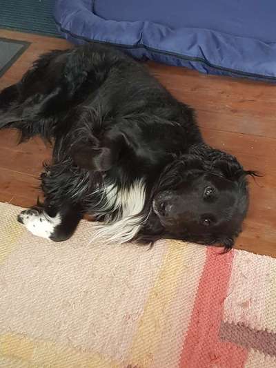 Hunde Memes-Beitrag-Bild