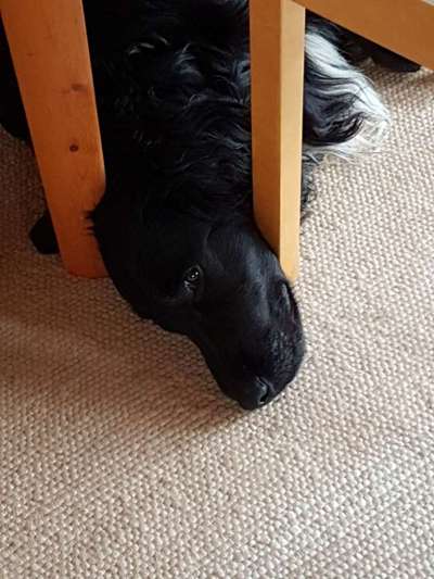 Hunde Memes-Beitrag-Bild