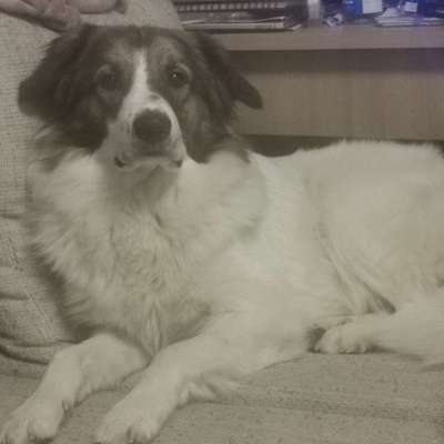 Hundefutter REICO - Erfahrungsaustausch und Meinungen-Beitrag-Bild