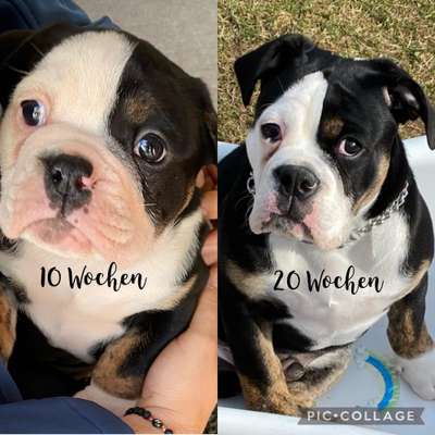 Olde English Bulldogge-Beitrag-Bild