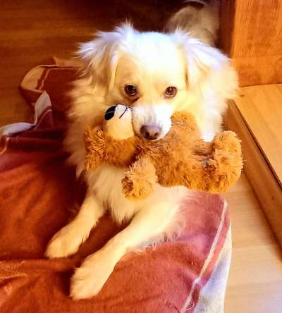 Dogorama Photo Challenge - Portrait-Beitrag-Bild