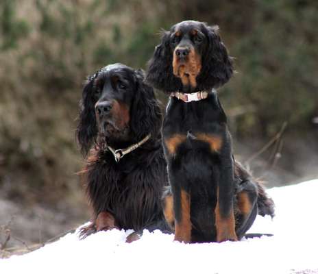 Die Dogorama Kalender Challenge Titelbild-Beitrag-Bild