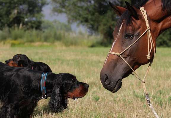 Fotochallenge Nr. 51 "Euer Hund mit anderen Tieren"-Beitrag-Bild