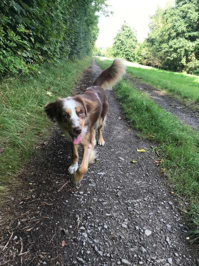 Hundetreffen-Gemeinsame Spaziergänge und Spielrunden-Bild