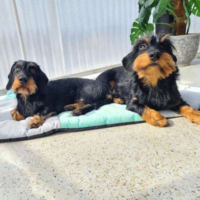 Hundetreffen-Ebby & Elmo suchen neue kumpels-Bild