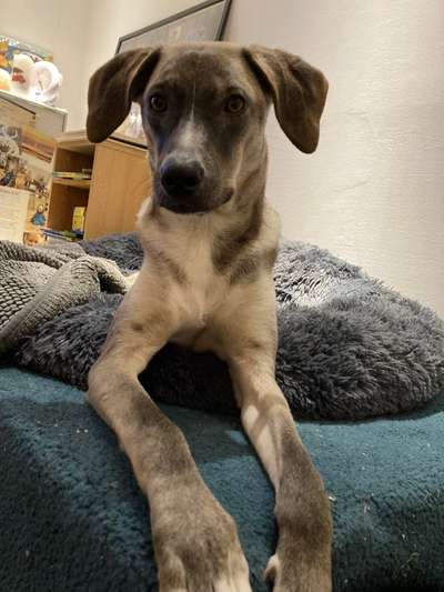 Windhunde - Treffen der besonderen Schönheiten
HERZLICH WILLKOMMEN-Beitrag-Bild